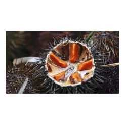 SUD APPATS - Pince à Oursins Inox -Aqua Sport Soldes sud appats pince a oursins inox 2